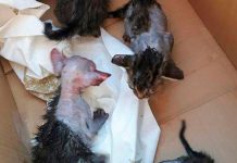 Honduras: Crueldad, bestia rocía con ácido a gatitos