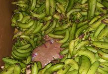 Honduras: Decomisan marihuana escamoteada en bananos