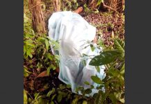Costa Rica: Muere desnucado al chocar contra árbol
