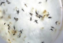 Cuatro casos de bebés con microcefalia en El Salvador