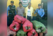 Decomisan 600 libras de marihuana en Honduras