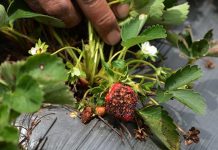 Cambio climático hunde a productores de fresa en Honduras
