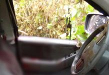 Matan a reconocido ganadero de la costa norte de Honduras