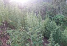 Honduras: Incautan 1/4 de manzana de cultivo de marihuana