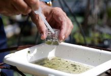 Zika en Florida alcanza la costa del Golfo de México