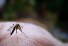 Paraguay reporta dos primeros casos de microcefalia por zika