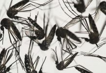 Diagnostican primeros casos de bebés con microcefalia en Tailandia