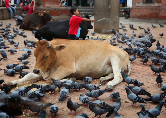 Vaca