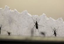 OMS: Vacuna para virus Zika llegaría demasiado tarde para brote actual