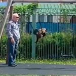 video, rusia, gatito, columpio, dueno, redes sociales,