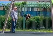 Gatito pide a su dueño que lo empuje en un columpio video, rusia, gatito, columpio, dueno, redes sociales,