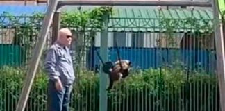 video, rusia, gatito, columpio, dueno, redes sociales,