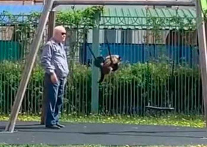 video, rusia, gatito, columpio, dueno, redes sociales,