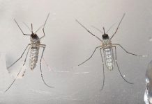 Primer caso de muerte vinculado al zika en Martinica