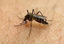 Confirman 5 casos de zika autóctono en Miami Beach