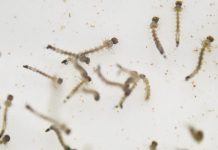 Puerto Rico reporta 2da muerte vinculada con el zika