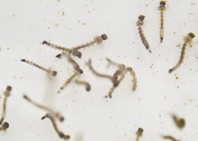 Zika