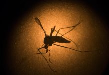 Aumentan mujeres embarazadas con virus zika en EEUU