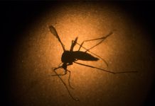 Puerto Rico registra 436 casos de zika, 60 en embarazadas
