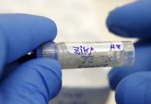 Transmisión sexual de zika, más común de lo que se pensaba