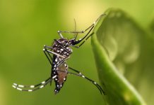 Primera imagen 3D de virus del Zika podría acelerar vacuna