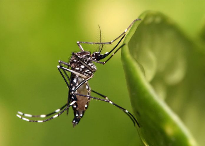 Zika6