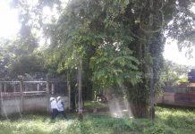 Bluefields: Enjambre de abejas alerta a pobladores