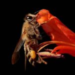 abejas, clones, científicos, superpoder,