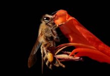 Descubren subespecie de abejas que reproduce clones debido a una casualidad genética abejas, clones, científicos, superpoder,