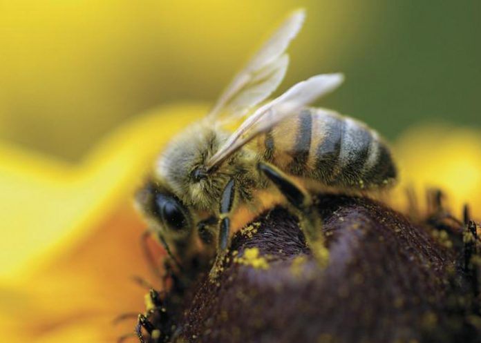 abeja-cerveza