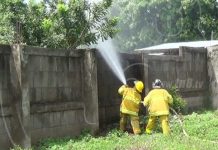 Abejas alertan a pobladores de barrio en Nandaime
