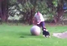 Las mascotas también sufren accidentes al jugar