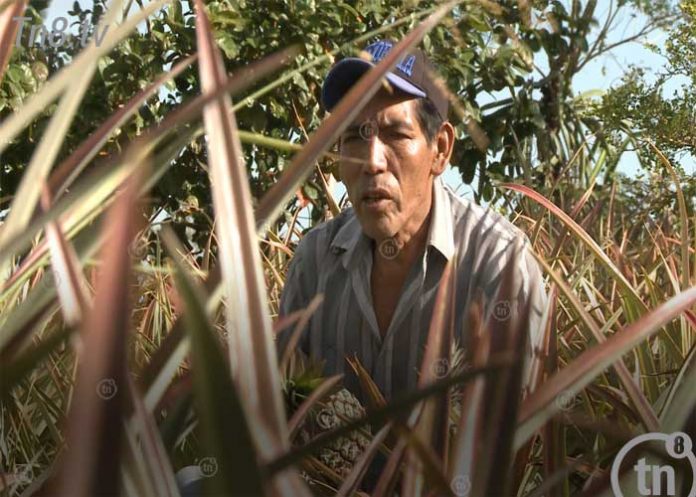 agricultura
