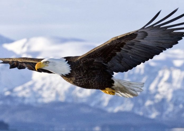 aguila