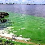 estados unidos, algas toxicas, medio ambiente, contaminacion,