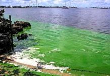Florida emite alerta por el alto nivel de algas tóxicas en lago Okeechobee estados unidos, algas toxicas, medio ambiente, contaminacion,