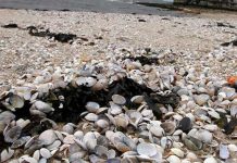 Encuentran toneladas de almejas muertas en Vietnam