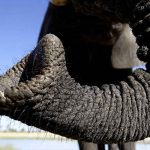 Las trompas de los elefantes pueden volverse una «navaja suiza» ciencia, elefante, trompa, animales,