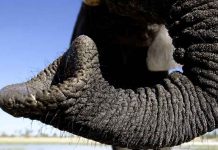 ciencia, elefante, trompa, animales,