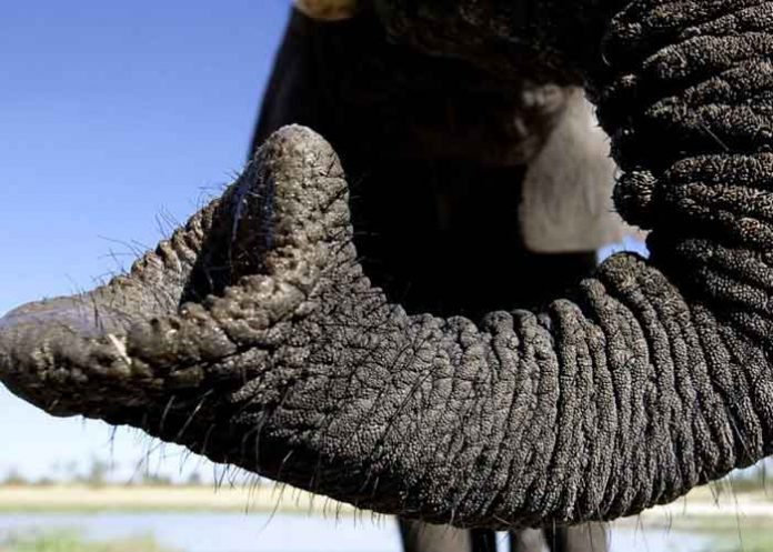 animales ciencia, elefante, trompa, animales,