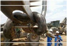 Trabajadores encuentran enorme anaconda en Brasil