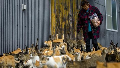 aoshima-gatos-japon-478x270