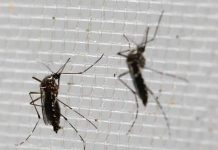 Mueren bebés con microcefalia ligada al zika en Panamá
