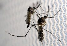 Islas Caimán reporta primer caso de virus de Zika