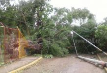 Árbol cae por fuertes vientos que azotan Managua