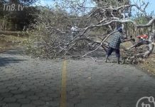 Cae árbol en isla de Ometepe