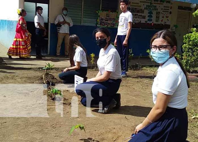 nicaragua, managua, jornada, siembra de arboles,