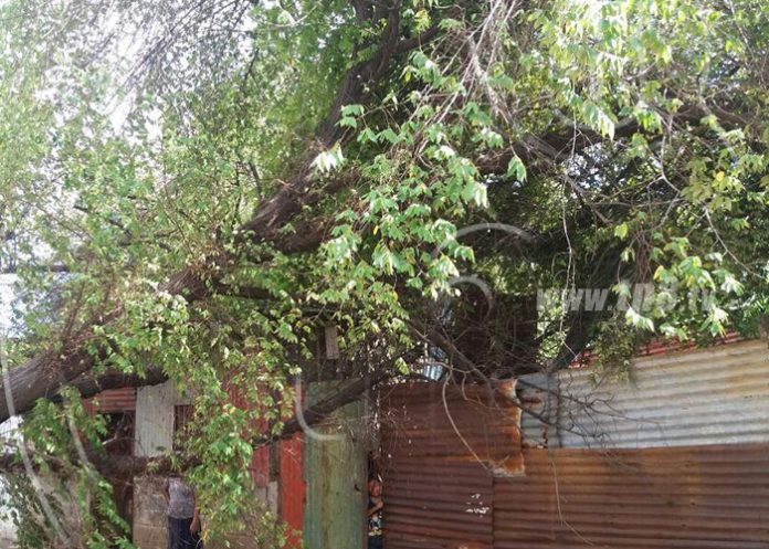 arbol-crist