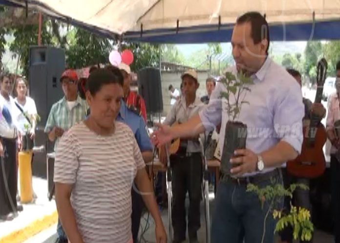 arbol-esteli
