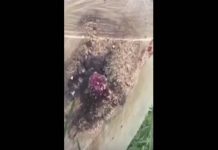 Hombre cortó un árbol y se llevó un gran susto